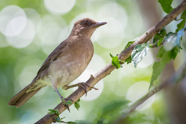 istock Turdus ignobilis - Black-billed Thrush. Common bird perched on a branch with small leaves with a circular green bokeh in the background 1328073094