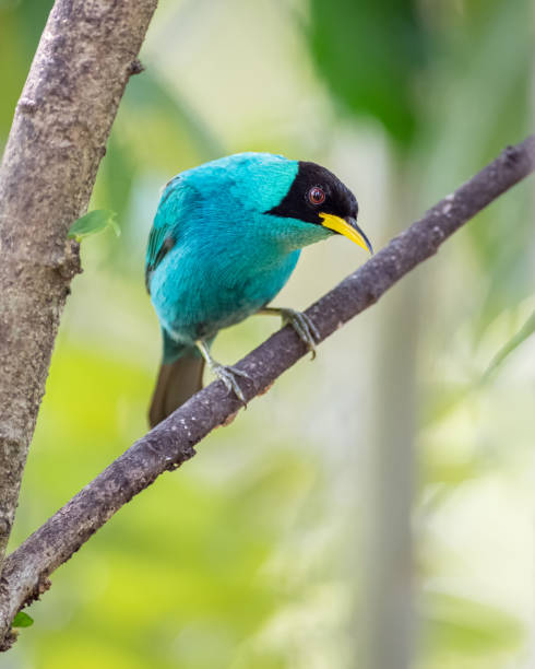 istock Chlorophanes spiza - Green Honeycreeper. Beautiful blue bird perched on a diagonal branch while looking down 1328073099