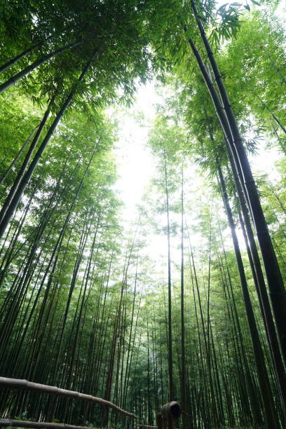 istock Nice bamboo forest in Mu Cang Chai Vietnam 1328073132