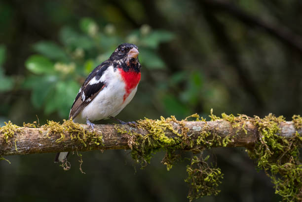 Pheucticus ludovicianus - Rose-breasted Grosbeak. Boreal migratory bird perched on a stick full of moss stock photo
