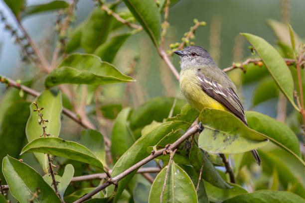 Tyrannulus elatus - Yellow-crowned Tyrannulet. Small flycatcher hidden between the leaves of a tree stock photo