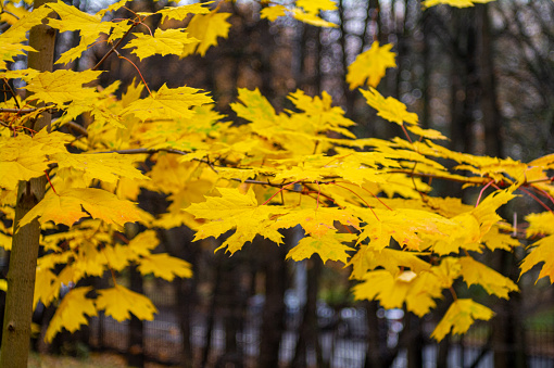 Yellow maple autumn leaves in a cloudy park