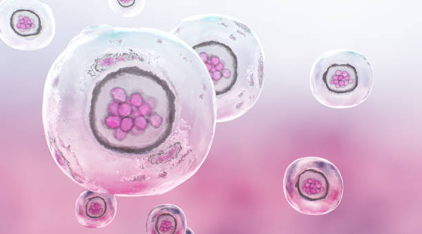istock Human Morula Cell, Solid Ball of Cells Resulting from Division 1328076055