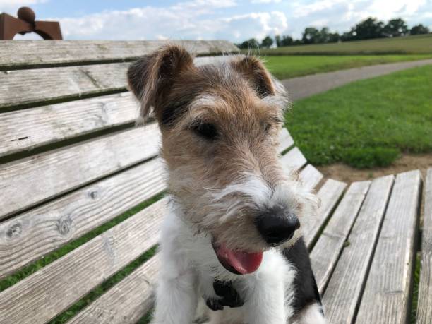 istock Dogpuppy sitting on a bench 1328080469