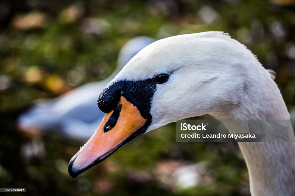 Swan headshot Animal Stock Photo