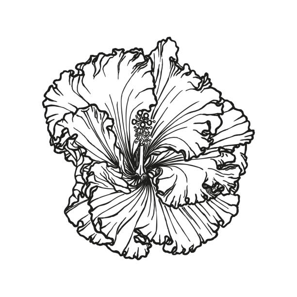 Hibiscus flower hand drawn black ink outline on white background. Hibiscus rosa-sinensis, Chinese hibiscus, Hawaiian hibiscus, China rose, rose mallow, shoeblack plant. Flower hand-drawn in black ink, outline on white background. Vector illustration. rosa chinensis stock illustrations