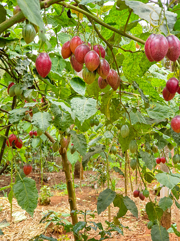 Tamarillo plants with ripe and unripe fruits