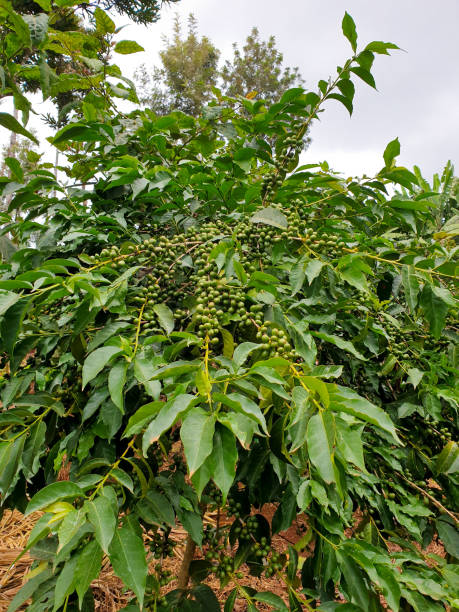 Arabica coffee growing on rich volcanic soil found in the highlands of Kenya stock photo