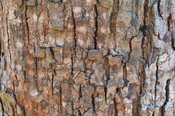 écorce d’arbre de bois texture motif de fond - bark elm tree oak tree wood photos et images de collection