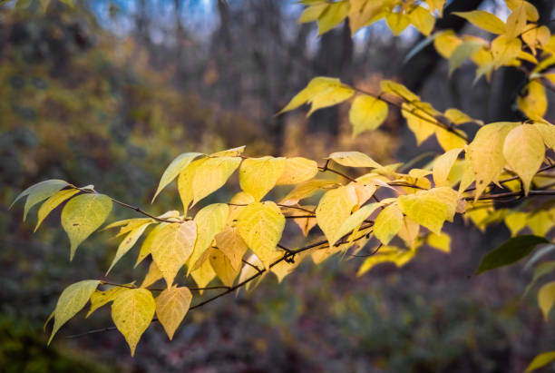 istock Tree branch with bright yellow leaves in fall; dark woods in background 1328087205