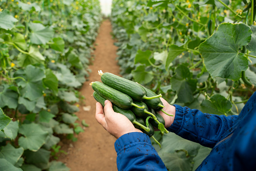 Male farmer collecting fresh cucumbers greenhouse, Izmir, Turkey