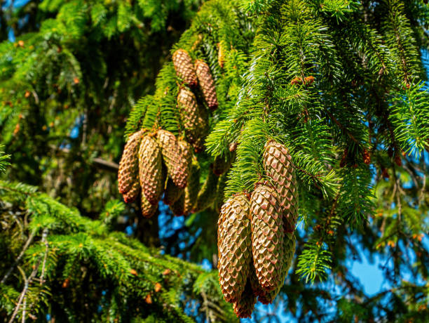 istock Spruce tree branch with green cones against the blue sky. 1328091321