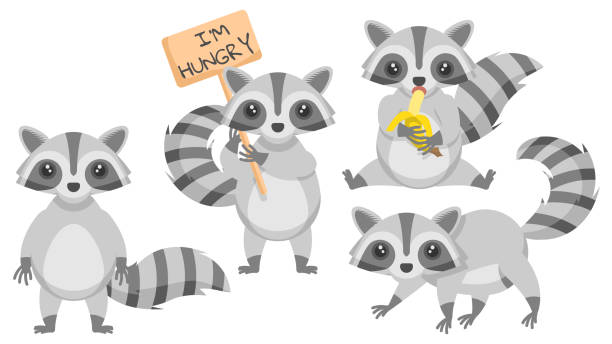 147 Raccoon Eating Illustrations & Clip Art - iStock | Rat, Wolf and moose,  Tiger