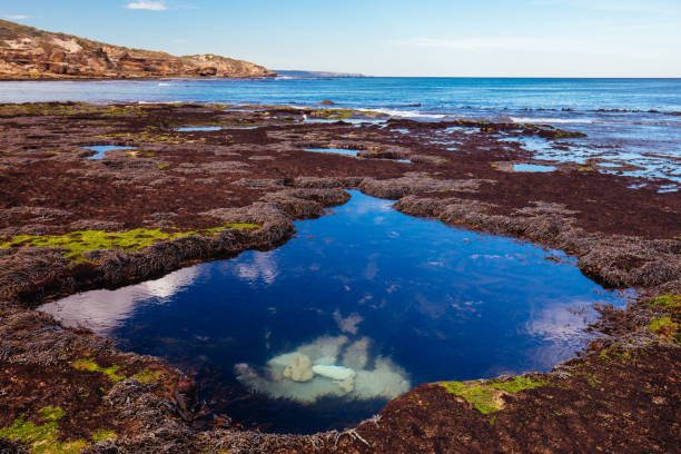 The lesser known Monforts Beach during a sunny day in Blairgowrie, Victoria, Australia