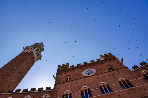 A suggestive view with hundreds of swallows flying in the sky of the Palazzo Pubblico (Town Hall) and the majestic Torre del Mangia (Mangia's Tower) in the famous Piazza del Campo, in the heart of the medieval city of Siena, in central Italy. Built starting in 1290, the Palazzo Pubblico was the seat of the Council of Nine and the executive power of the medieval city. Currently it is still the seat of the municipal government of the Tuscan city. Siena is one of the most beautiful Italian cities of art, in the heart of the Tuscan hills, in central Italy, famous for its immense artistic and historical heritage and for the Palio, where the seventeen districts of the city compete every year in Piazza del Campo in one of the oldest horse racing in the world. Since 1995 the historic center of Siena has been declared a World Heritage Site by UNESCO. Image in high definition format.
