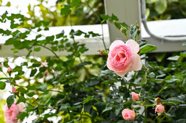 istock Roses planted in the garden. 1328095244