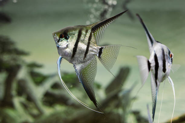 zebra Angelfish or Pterophyllum scalare in aquarium with blurred background stock photo