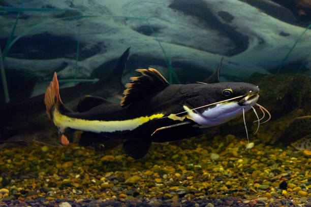 istock Red-tailed catfish phractocephalus hemioliopterus on natural background 1328095470