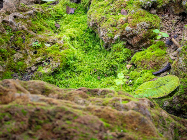 istock fern and moss and little plant growing on tree and rock 1328098297