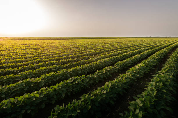 istock Open soybean field at sunset.Soybean field . 1328098354