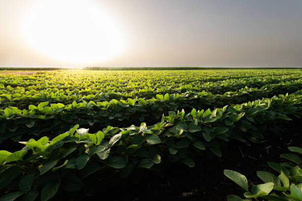 istock Open soybean field at sunset.Soybean field . 1328098387