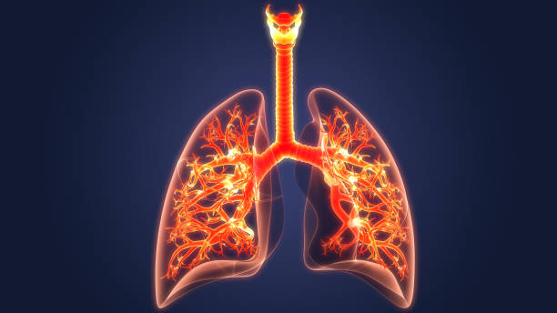istock Human Respiratory System Lungs Anatomy 1328099025