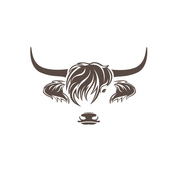 Vector of highland cow head design on white background. Farm Animal. Cows logos or icons. Easy editable layered vector illustration. Vector of highland cow head design on white background. Farm Animal. Cows logos or icons. Easy editable layered vector illustration. highland cattle stock illustrations