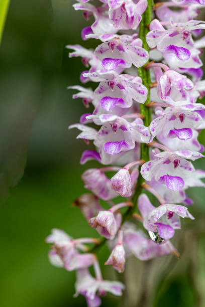 istock Tropical wild white pink orchid 1328099715