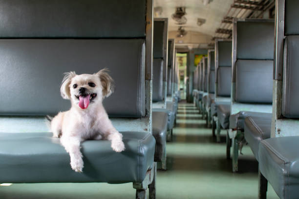 istock Dog so cute inside a railway train wait for travel 1328099779