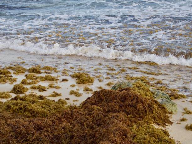 sargasso on guadeloupe beach - golden algae imagens e fotografias de stock