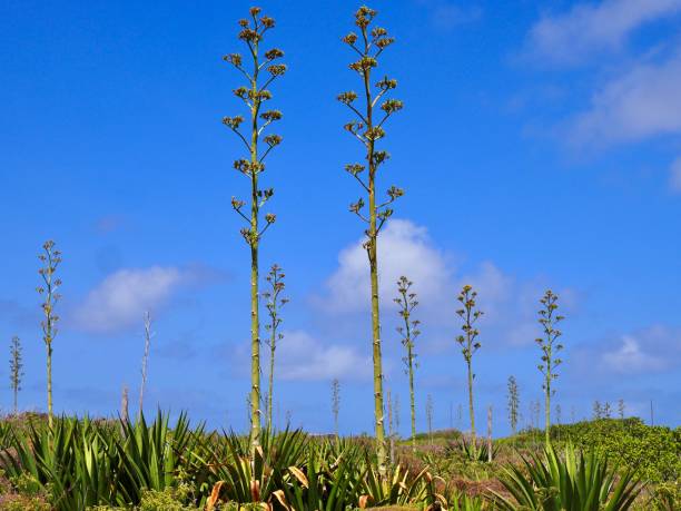 Agave on small Island in Guadeloupe stock photo