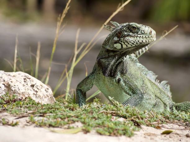 istock Iguana on the beach. Guadeloupe 1328099884