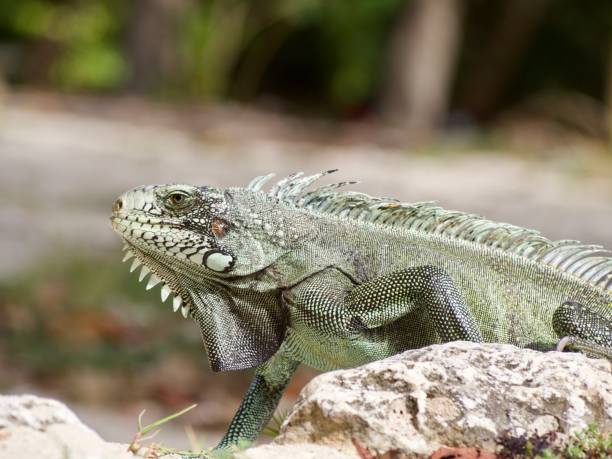 istock Iguana on the beach. Guadeloupe 1328099991