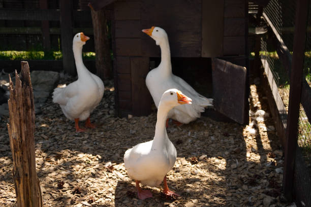 istock Domestic white geese walk in the village 1328100084