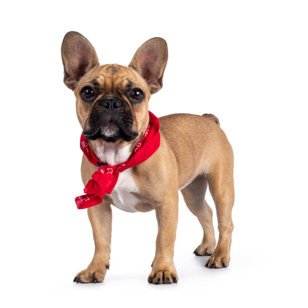 istock French Bulldog on white background 1328103322