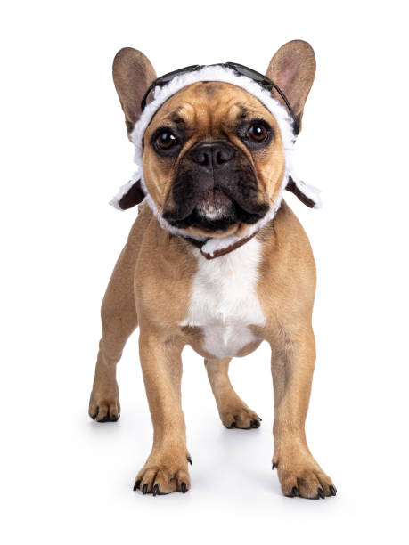 istock French Bulldog on white background 1328103339