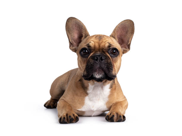 istock French Bulldog on white background 1328103396