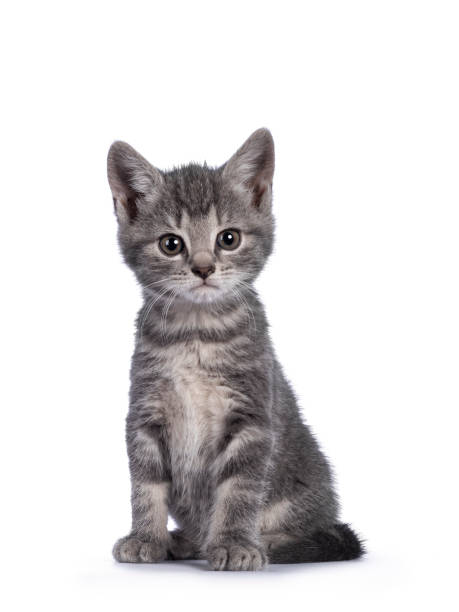 istock Gray house cat kitten on white background 1328103401