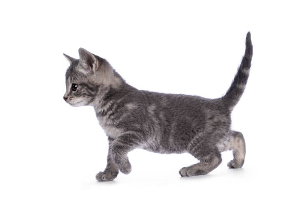 istock Gray house cat kitten on white background 1328103410
