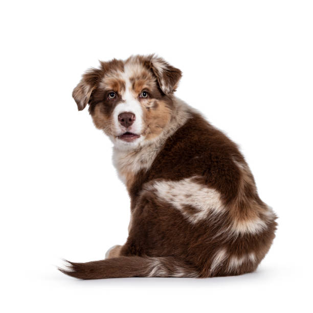 Brown Australian Shepherd dog pup on white background Cute red merle white with tan Australian Shepherd aka Aussie dog pup, sitting backwards Looking over shouder towards camera, tongue out. Isolated on a white background. australian shepherd stock pictures, royalty-free photos & images
