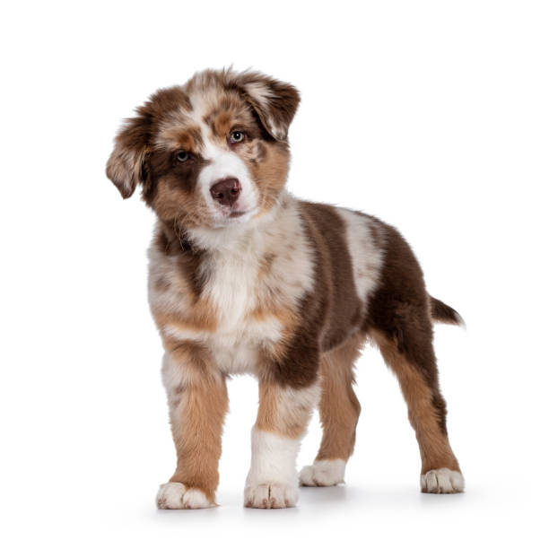 istock Brown Australian Shepherd dog pup on white background 1328104388