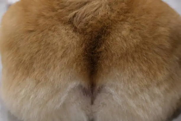 close up corgi's dog butt background