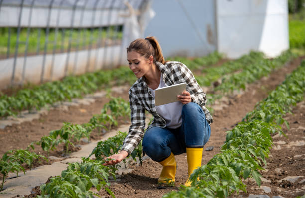 agricultora verificando crescimento de tomate na estufa - rural watch - fotografias e filmes do acervo