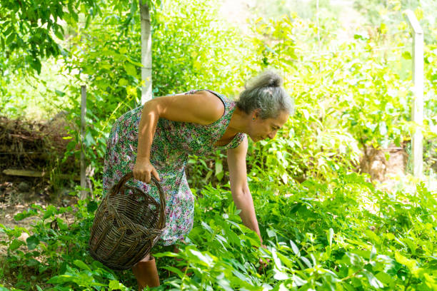 istock Senior woman with vegetables harvest 1328107064