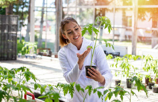 온실에서 토마토 묘목을 확인하는 농학자 - genetic modification dna tomato genetic research 뉴스 사진 이미지