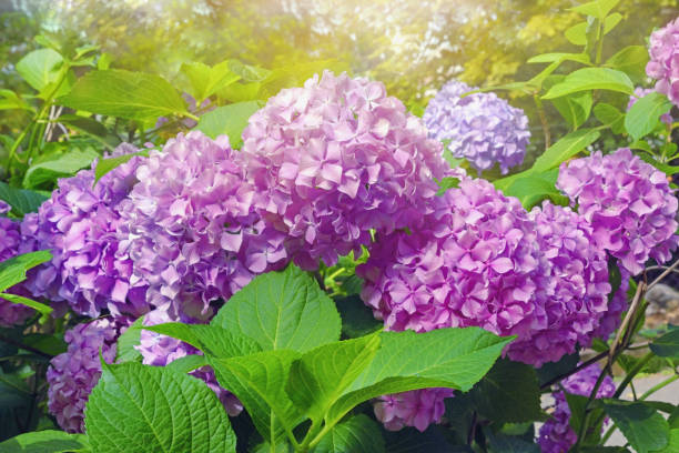 istock Pink flowers of hydrangea ( Hydrangea macrophylla ) 1328112095
