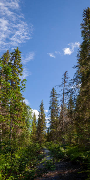 panorama vertical da floresta densa conífera em torno da trilha turística sob um alto céu azul. carélia. lapónia. - vertical forest national forest woods - fotografias e filmes do acervo