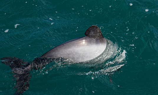 Hectors dolphin, endangered dolphin, New Zealand. Cetacean endemic to at Akaroa in New Zealand's south island.