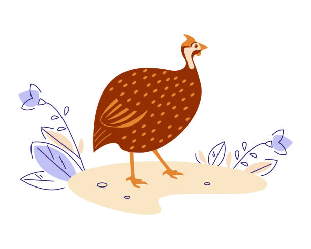 Guinea fowl in nature. Vector illustration in flat cartoon style. Guinea fowl in nature. Vector illustration in flat cartoon. guinea fowl stock illustrations