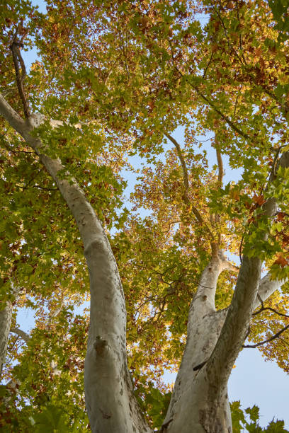 istock A beautiful platanus with leaves in summer 1328114759